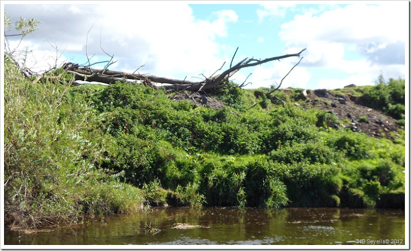 SAM_3160 Flood Bank Debris