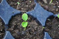 pinoyecofarm january _0125.JPG