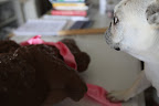 But, first, I shall remove this pretty double-faced satin ribbon.  Martha likes to reuse all of her beautiful ribbons.