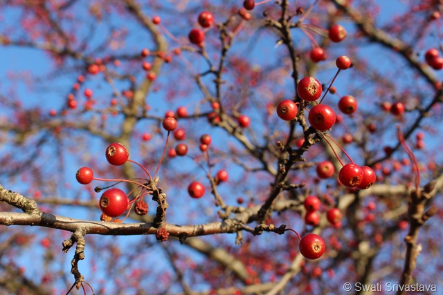 IMG_5950 IMG_5950
