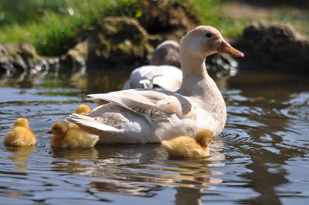 [Call%2520duck%2520with%2520new%2520ducklings%2520April%252010%2520DSC_0225%255B5%255D.jpg]
