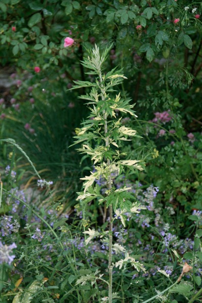 artemesia2.jpg Artemesia2
