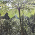 Cameron Highlands, MY