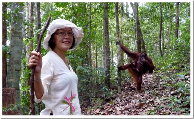 Orangutan in Kubah National Park, Sarawak, Borneo