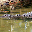 Estuary or Saltwater Crocodile - Port Douglas, Australia