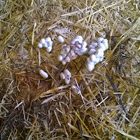Starp ķīpām atradām zalkšu olas un kādu jau izšķīlušos zalktīti. Pēcāk uzradās arī mamma. WP_20140803_005.jpg