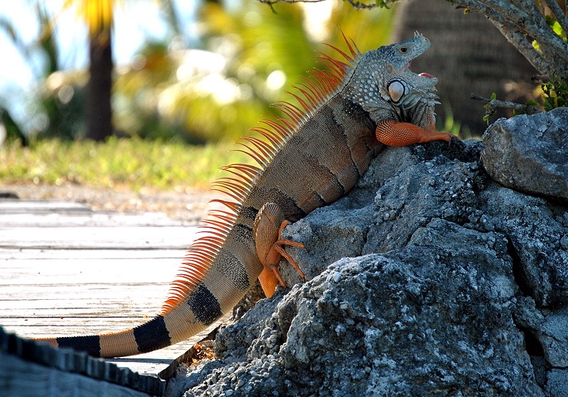 [17a%2520-%2520iguana%2520-%2520that%2527s%2520close%2520enough%255B1%255D.jpg]