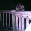 Racoon 008.JPG
