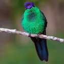 Violet-capped Woodnymph