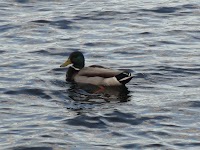 DSC02978.JPG
