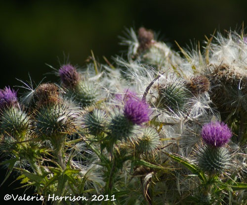 [6-thistles%255B2%255D.jpg]