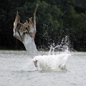 Brown Pelican
