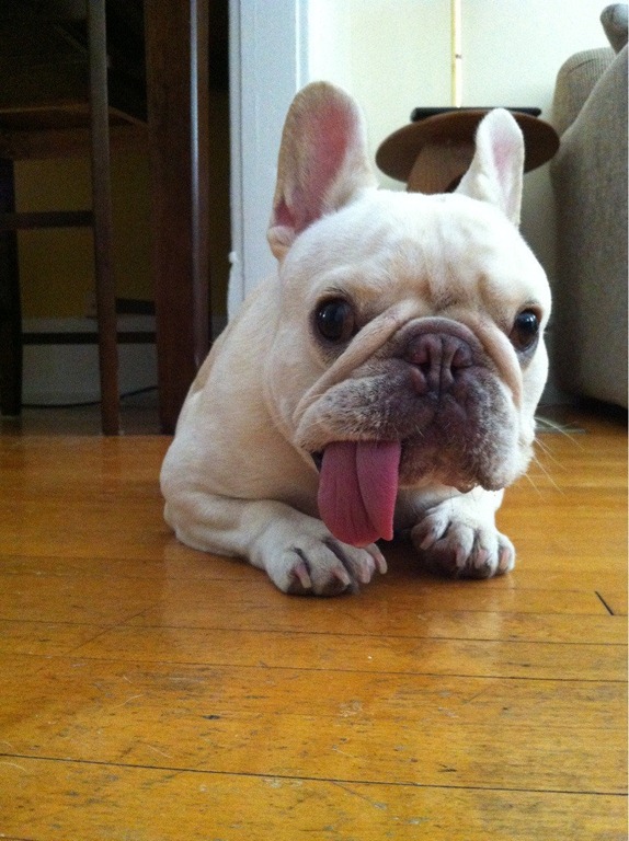 [Cute_Dogs_With_Tongues_Out_22%255B4%255D.jpg]