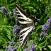 Swallowtail.dscn4024