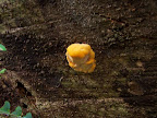 california_sequoia