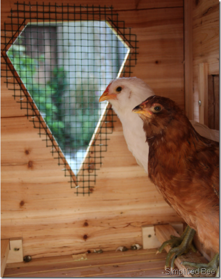 backyard chickens in coop