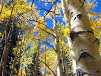 Fall foliage in Colorado