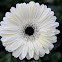 Gerbera