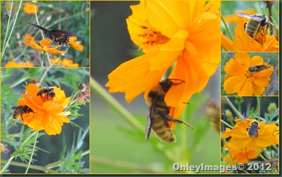 bees on flowers collage bees on flowers collage