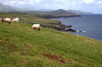 Sheepies