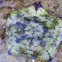 Cushion Starfish