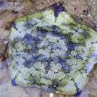 Cushion Starfish
