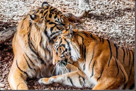 jae-and-jae-and-melati-sumatran-tigers-mark-chamberlain-13984