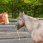20110423_McKeevers_001.jpg