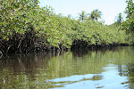 A mangrove forest Trancoso, Brazil