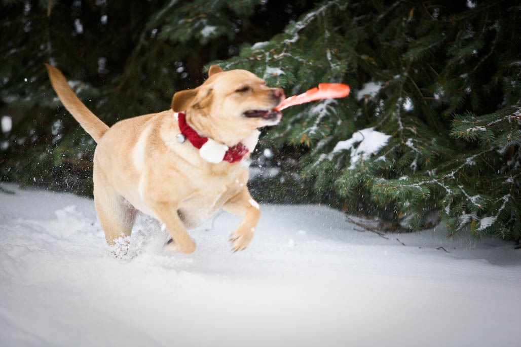 [Millie%2520Xmas%25202008_frisbee%255B2%255D.jpg]