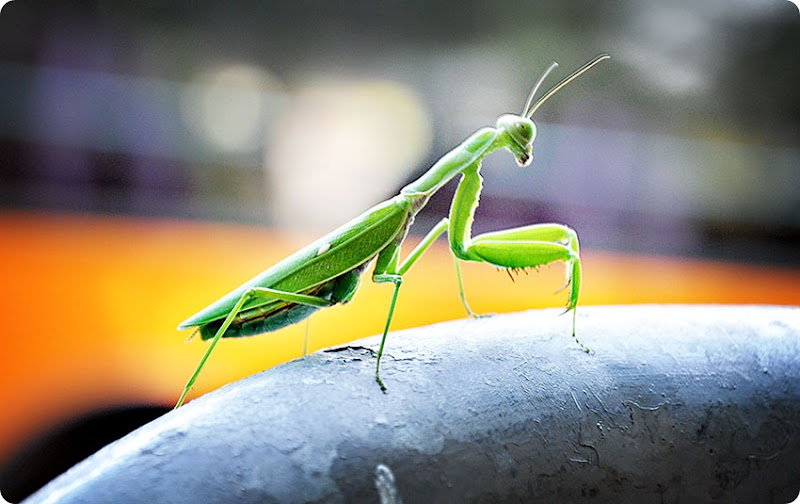 Praying-mantis1