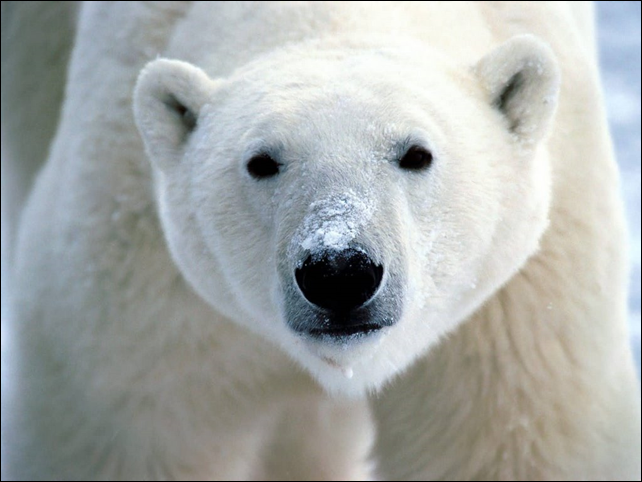 Polar bear, Ursus maritimus. Photo: via boneblogger.com