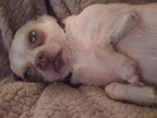 Dogs tend to sleep on their backs when they want to cool off- because they have less fur on their tummies, this helps them cool off.
(Bruno shows off a cute belly)
