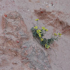 2013 04 24 kevély túra Teve sziklánál  sziklai ternye dolomit lejtőn.jpg