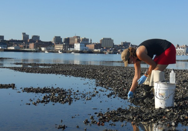 Elizabeth Thompson, a researcher for Friends of Casco Bay, tests the pH levels of the mud in Mill Cove in South Portland, across the harbor from downtown Portland. bangordailynews.com