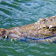 Waiting For Lunch - Port Douglas, Australia