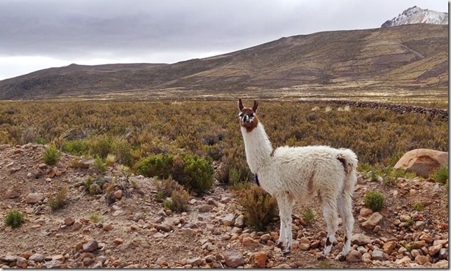 Salar_de_Uyuni_DSC01276