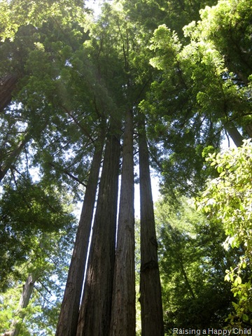 [July24_Redwoods3%255B2%255D.jpg]