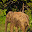 ELEFANT SRI LANKA