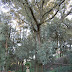 Jardí de Can Pitarra