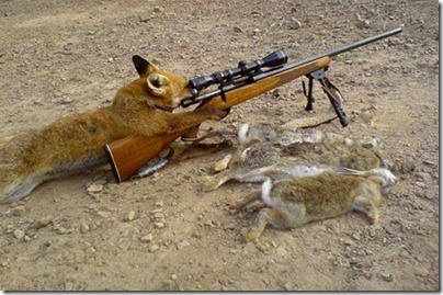 fox and gun
