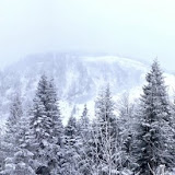 2012 - Firstalm