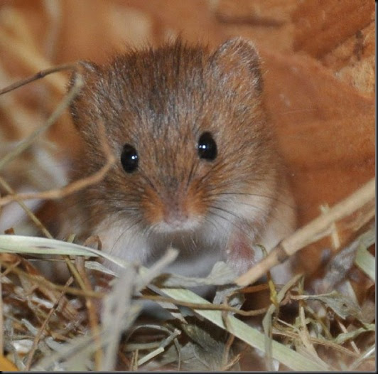Seaview Wildlife Encounter Harvest Mice produce litter in mid winter!