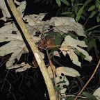 Tarsier