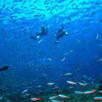 Im Komodo Nationalpark gibt es noch viele Fische