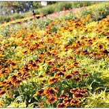 Geneva Flower Clock