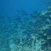  Scuba Dive Buck Island Reef
