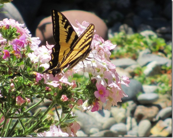 Swallowtail3Jul2013 Swallowtail3Jul2013