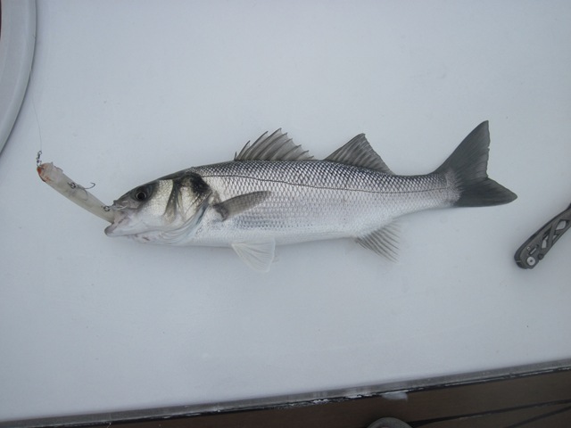 [IMG_0660%255B6%255D.jpg]