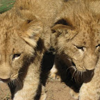lion6.jpg